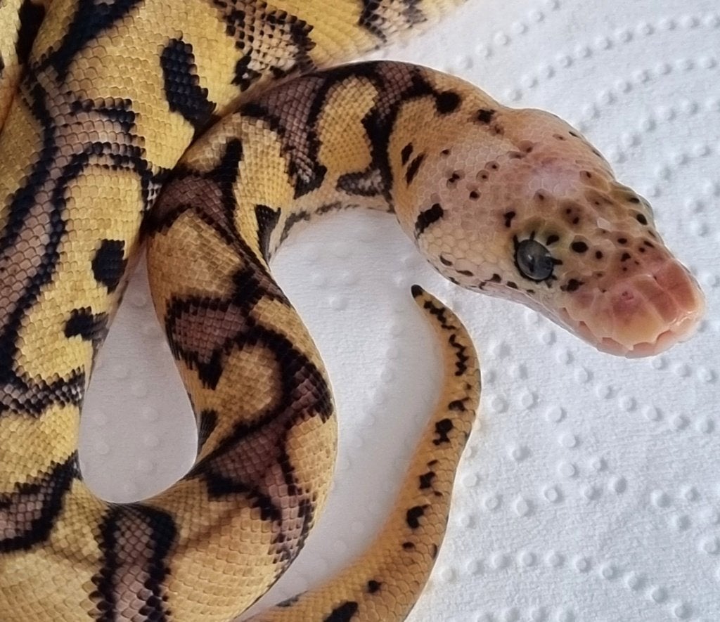 0.1 spotnose pastel clown koningspython Ball Python - female for sale from Snakesnballoons