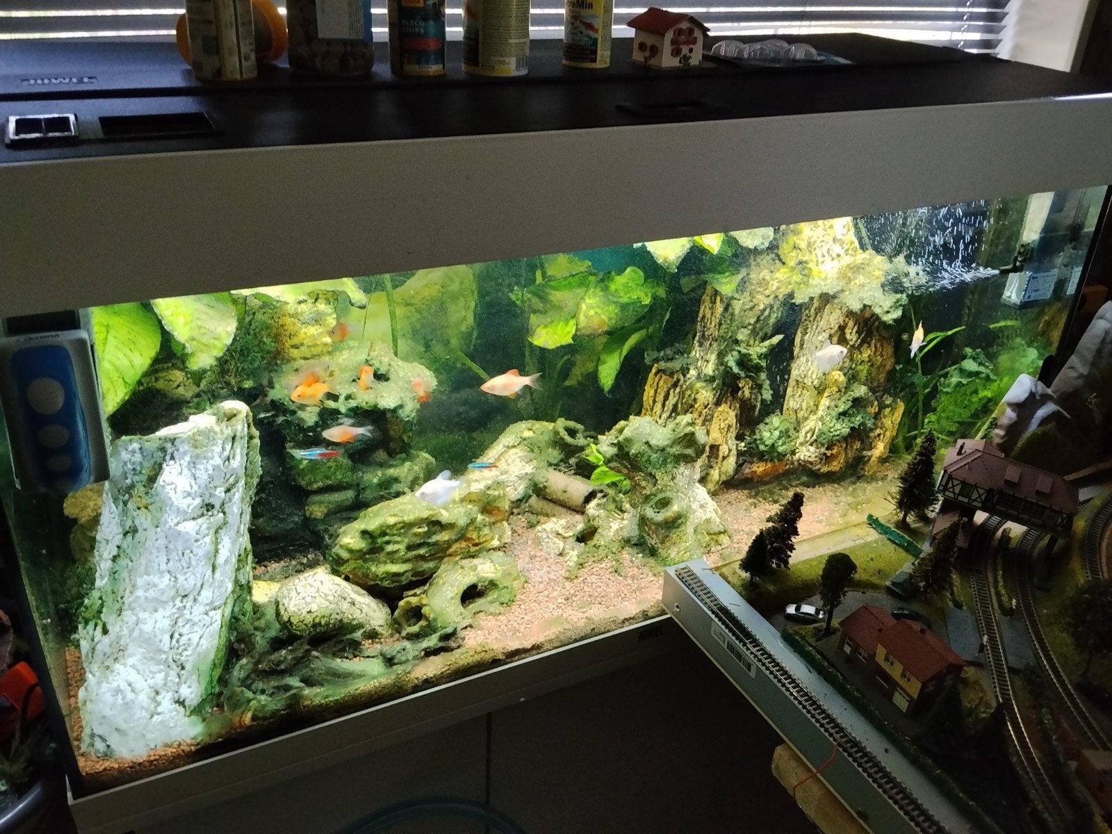 aquarium, Ophalen, Gebruikt, Gevuld zoetwateraquarium