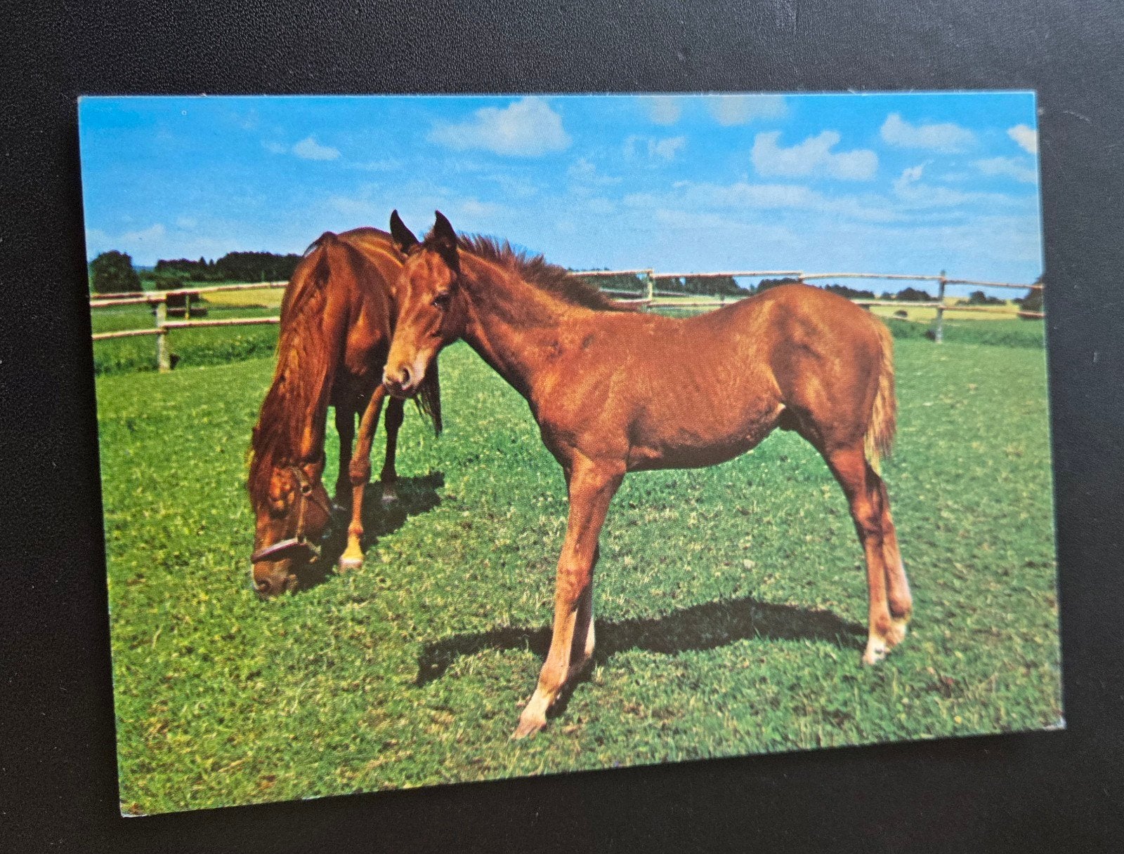 Paard en veulen in de wei, Verzenden, 1960 tot 1980, Gelopen, Paard