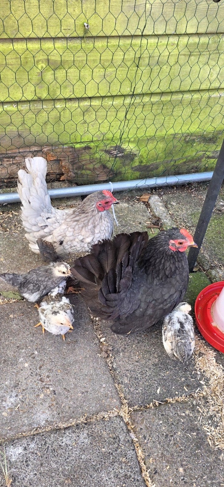 chabo krielkippen, Dieren en Toebehoren, Vrouwelijk, Kip