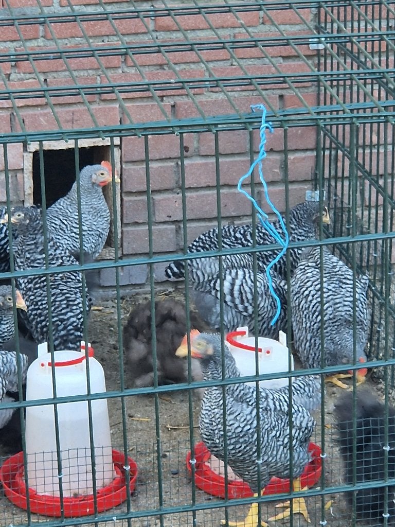 Amrock groot, Dieren en Toebehoren, Pluimvee, Meerdere dieren, Kip
