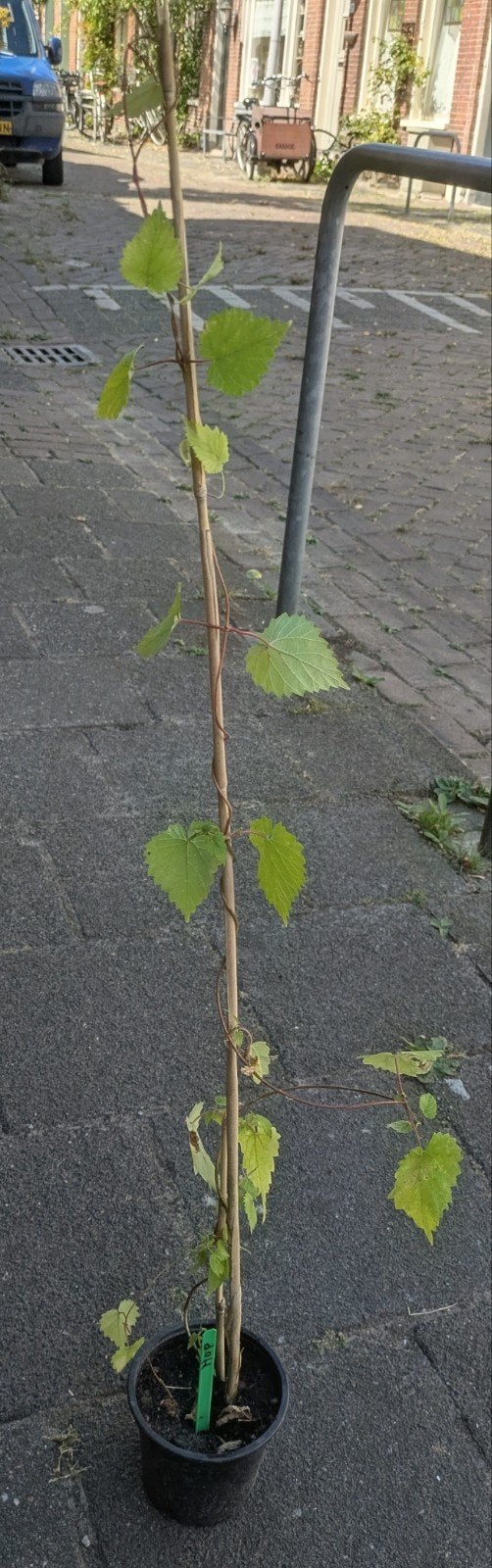 Hop, klimmende, vaste tuinplant, Ophalen, Minder dan 100 cm, Overige soorten, Zomer