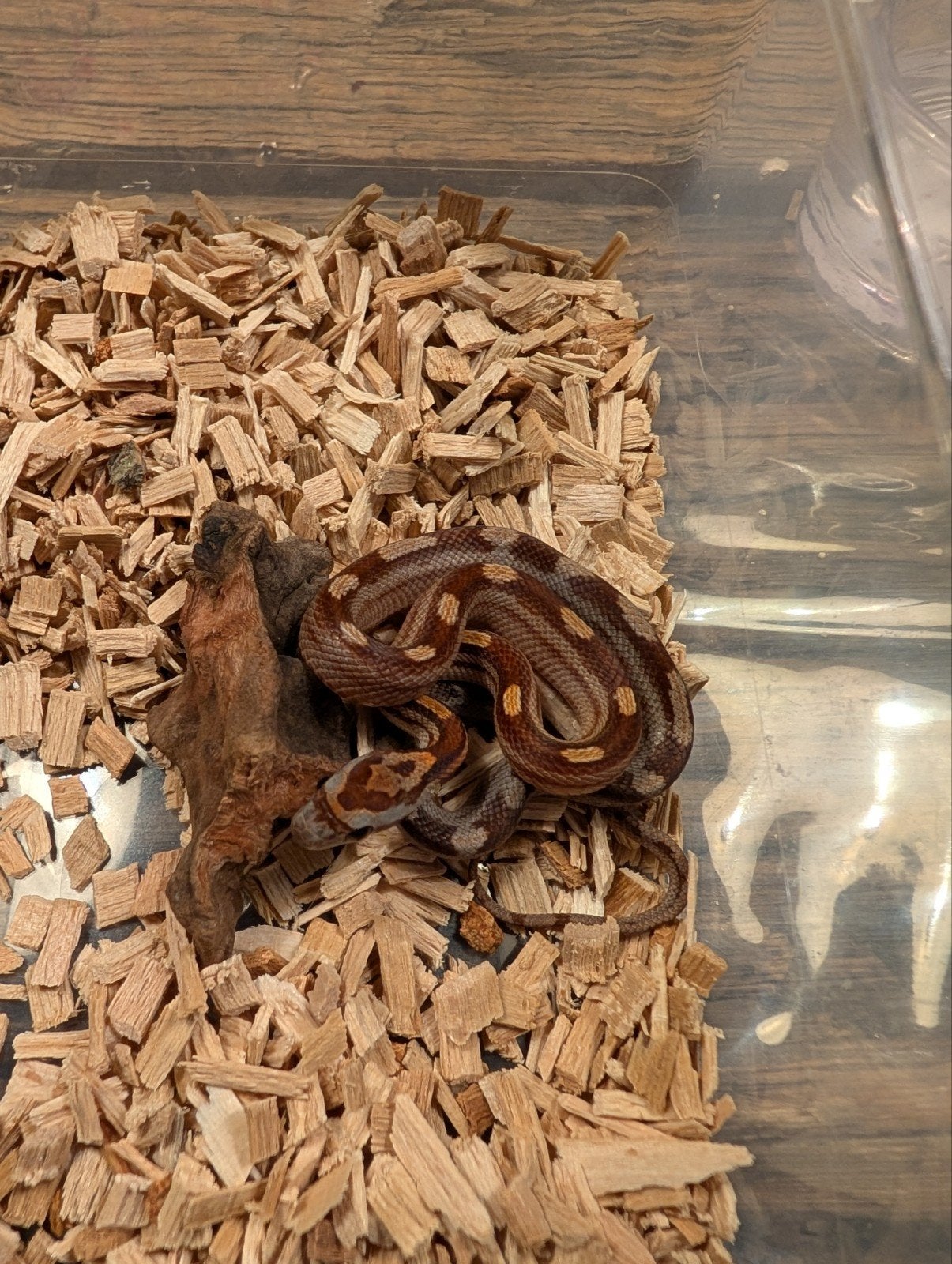 Super mooie korenslangen (genen bommetjes) Corn Snake photo 5