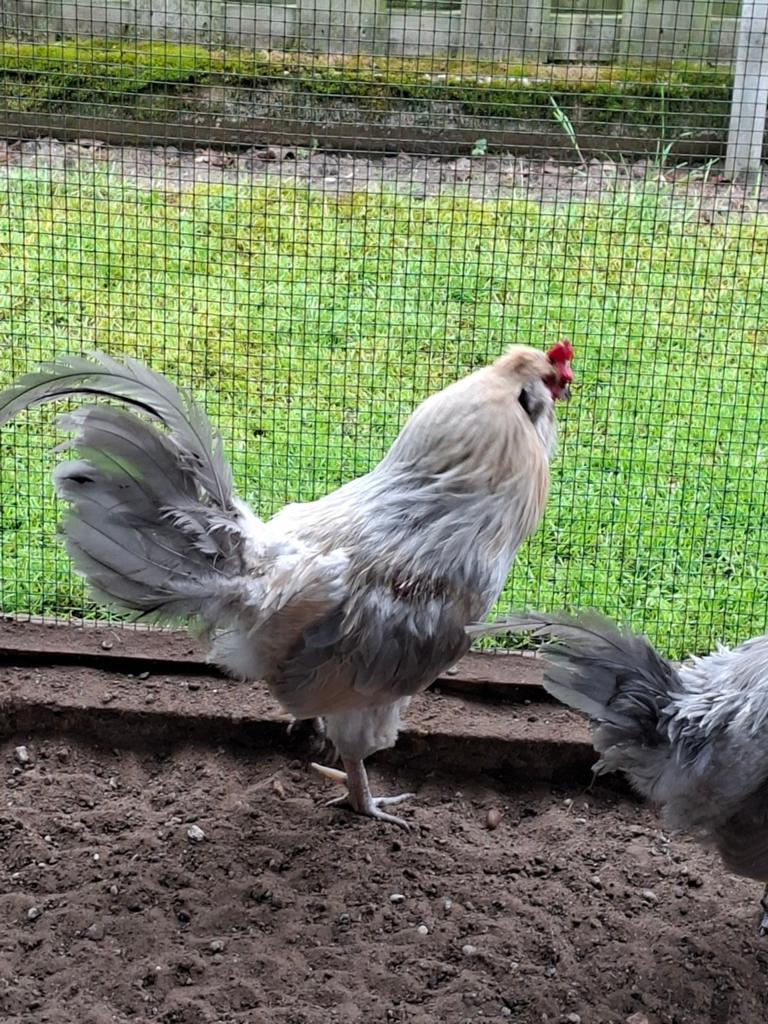 Araucana hanen, Dieren en Toebehoren, Pluimvee, Mannelijk, Kip