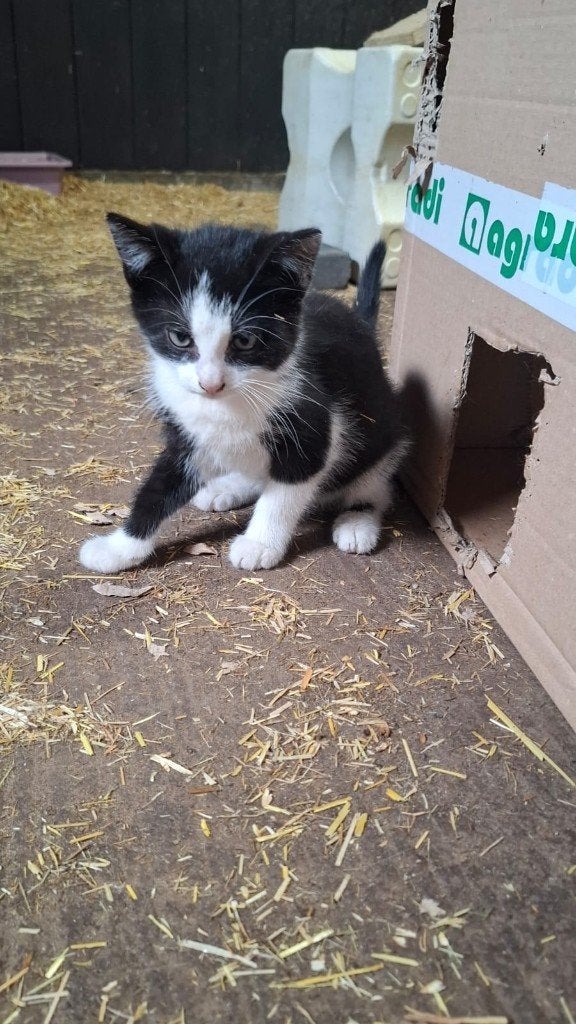 Lieve tamme boerderij kittens, Meerdere dieren