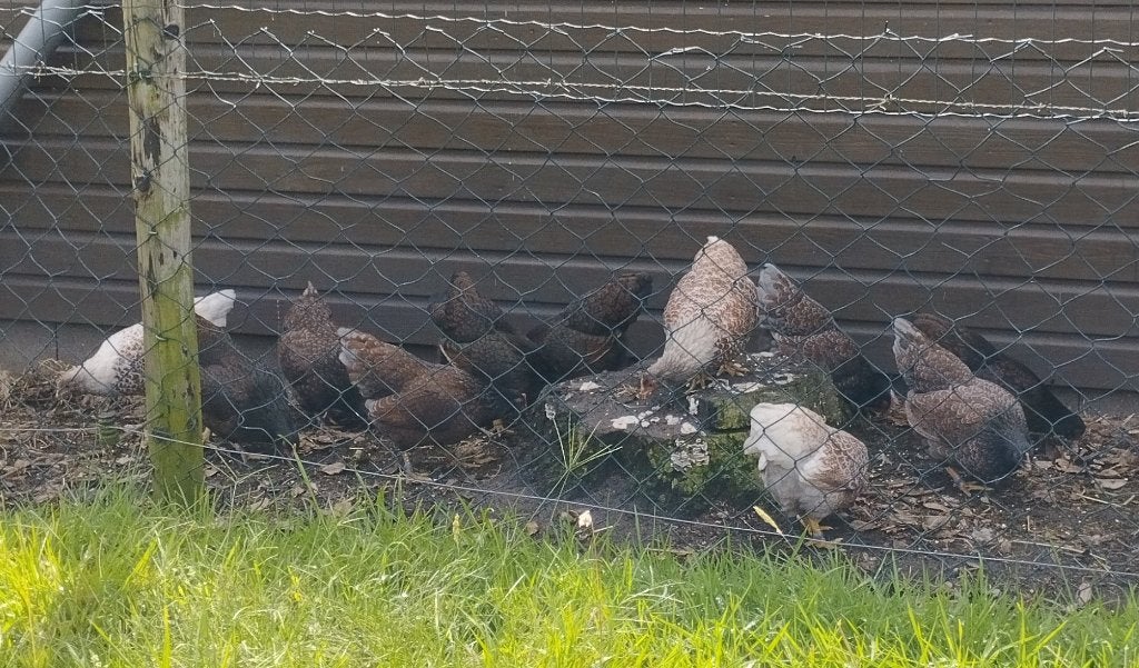 Barnevelder krielen (broed 2026), Dieren en Toebehoren, Meerdere dieren, Kip