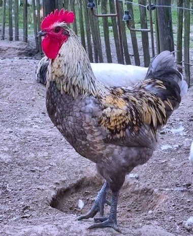 Gezocht bleu des landes haan, Dieren en Toebehoren, Pluimvee, Mannelijk, Kip