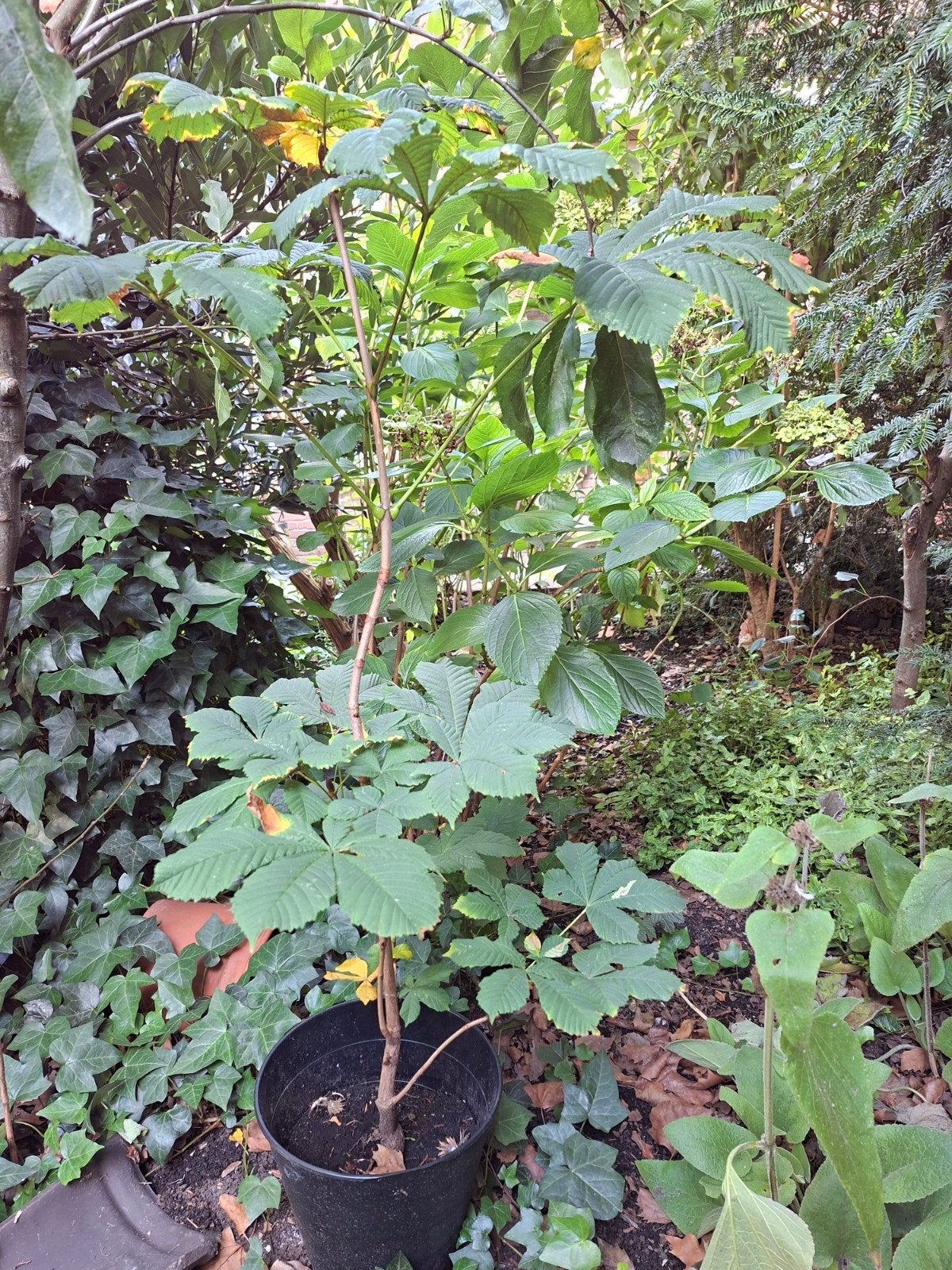 Kastanje boom in pot, Tuin en Terras, Ophalen, In pot, Volle zon, Overige soorten