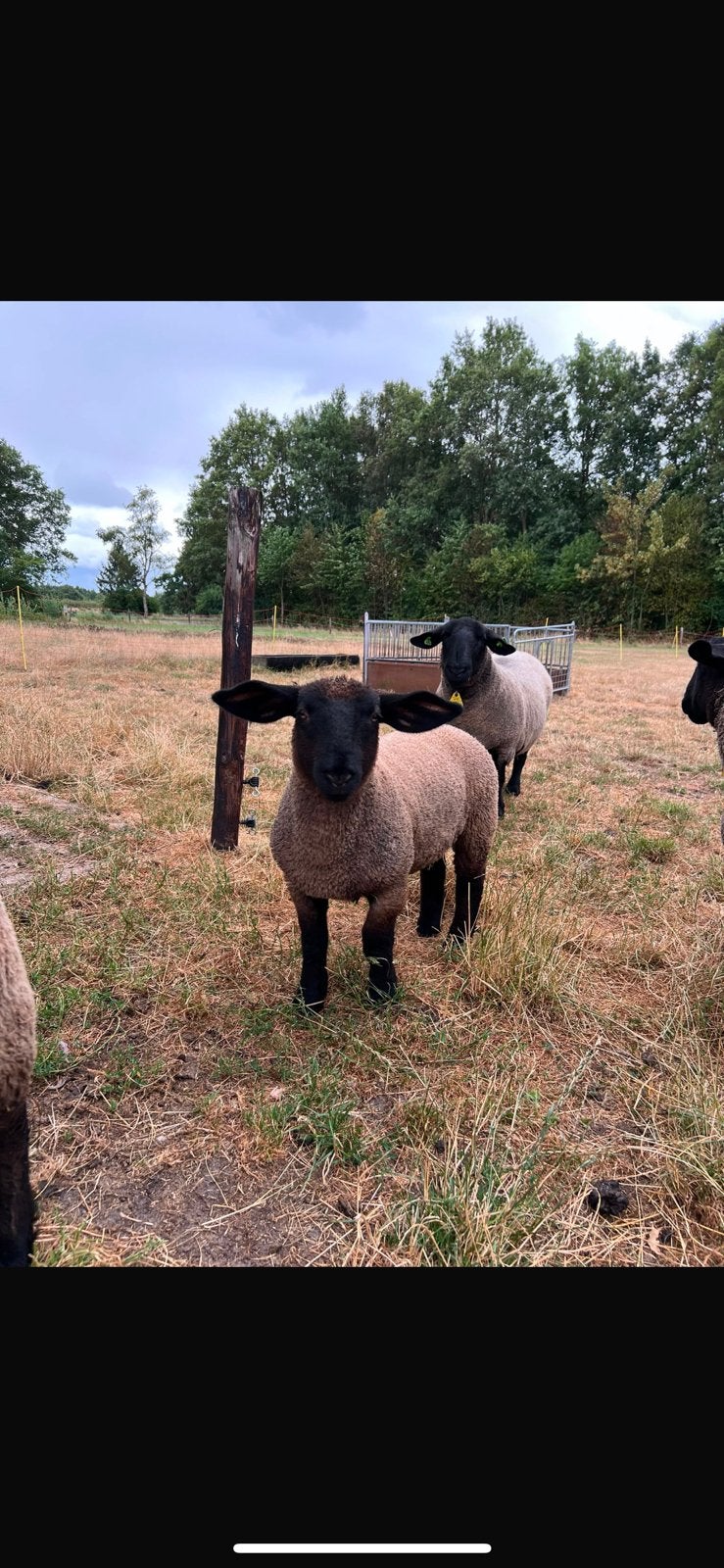 Suffolk ooien, Dieren en Toebehoren, Vrouwelijk, Schaap, 0 tot 2 jaar
