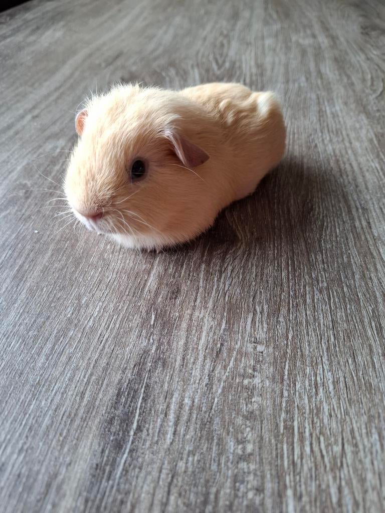 California crème cavia beertje gladhaar., Dieren en Toebehoren, Knaagdieren, Cavia, April, Mannelijk, Tam