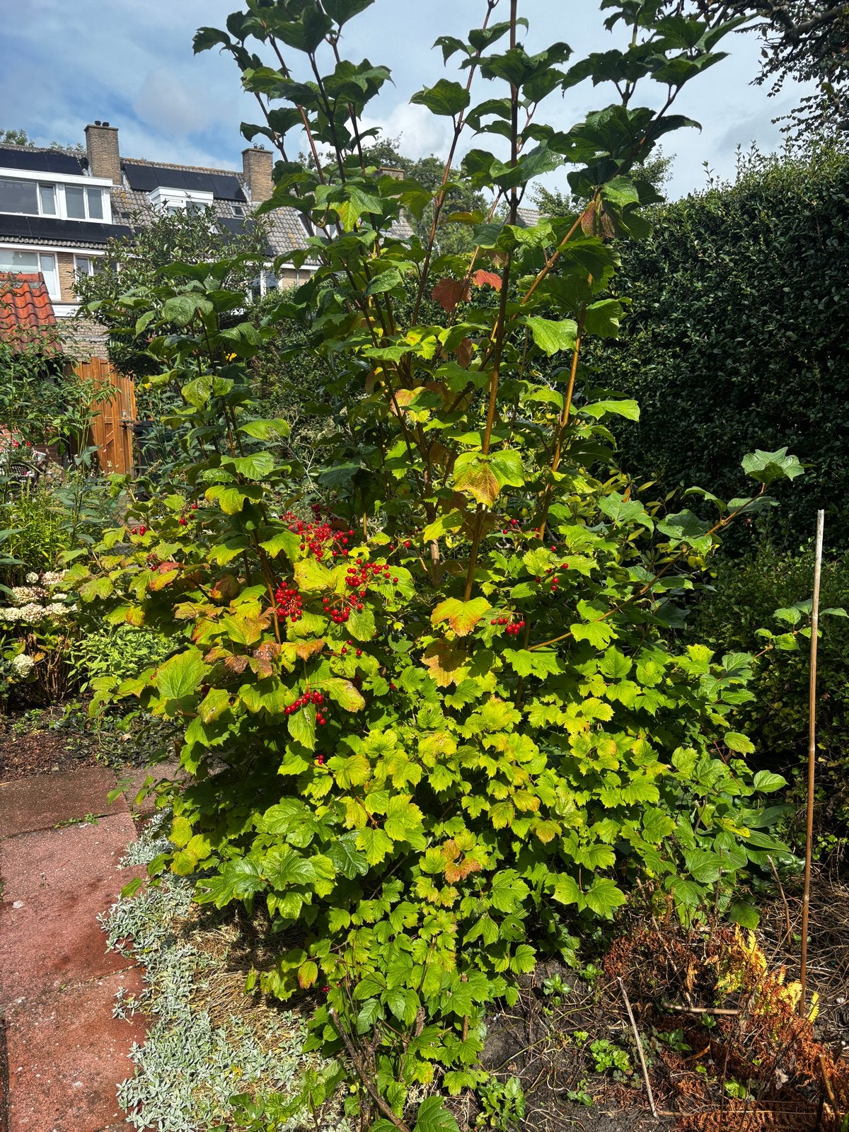 Viburnum opulus (Gelderse Roos) - Grote struik, Volle zon, Vaste plant, Lente, Ophalen