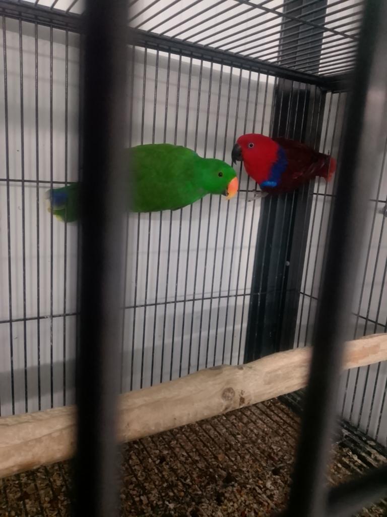 Edelpapegaaien, Dieren en Toebehoren, Vogels | Parkieten en Papegaaien, Meerdere dieren, Papegaai, Geringd