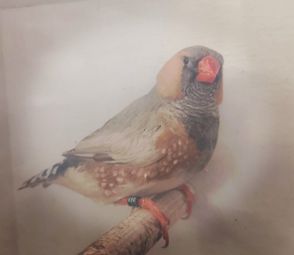 Koppel blackface pastel grijs split zwartborst Orangeborst, Dieren en Toebehoren, Meerdere dieren, Tropenvogel, Geringd