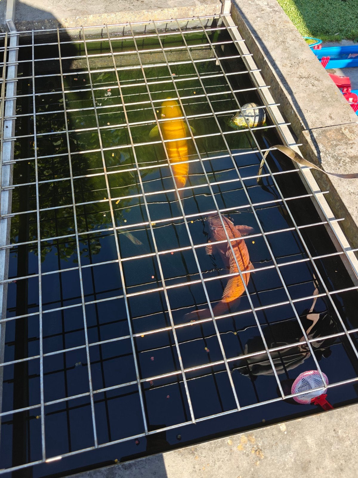Foto 3 van 3x koi en een goudwinde