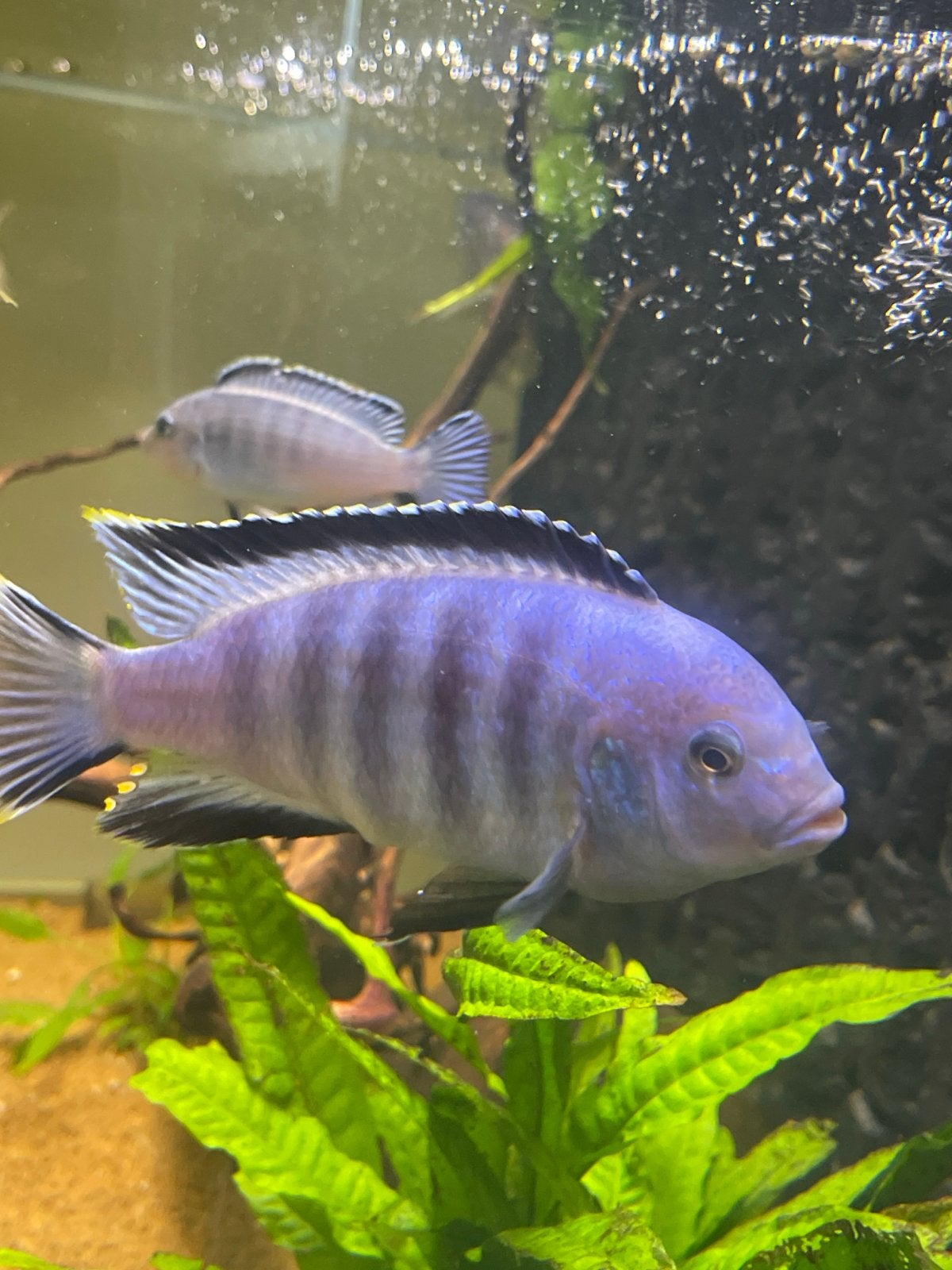 Malawi cichlide te koop, Vis