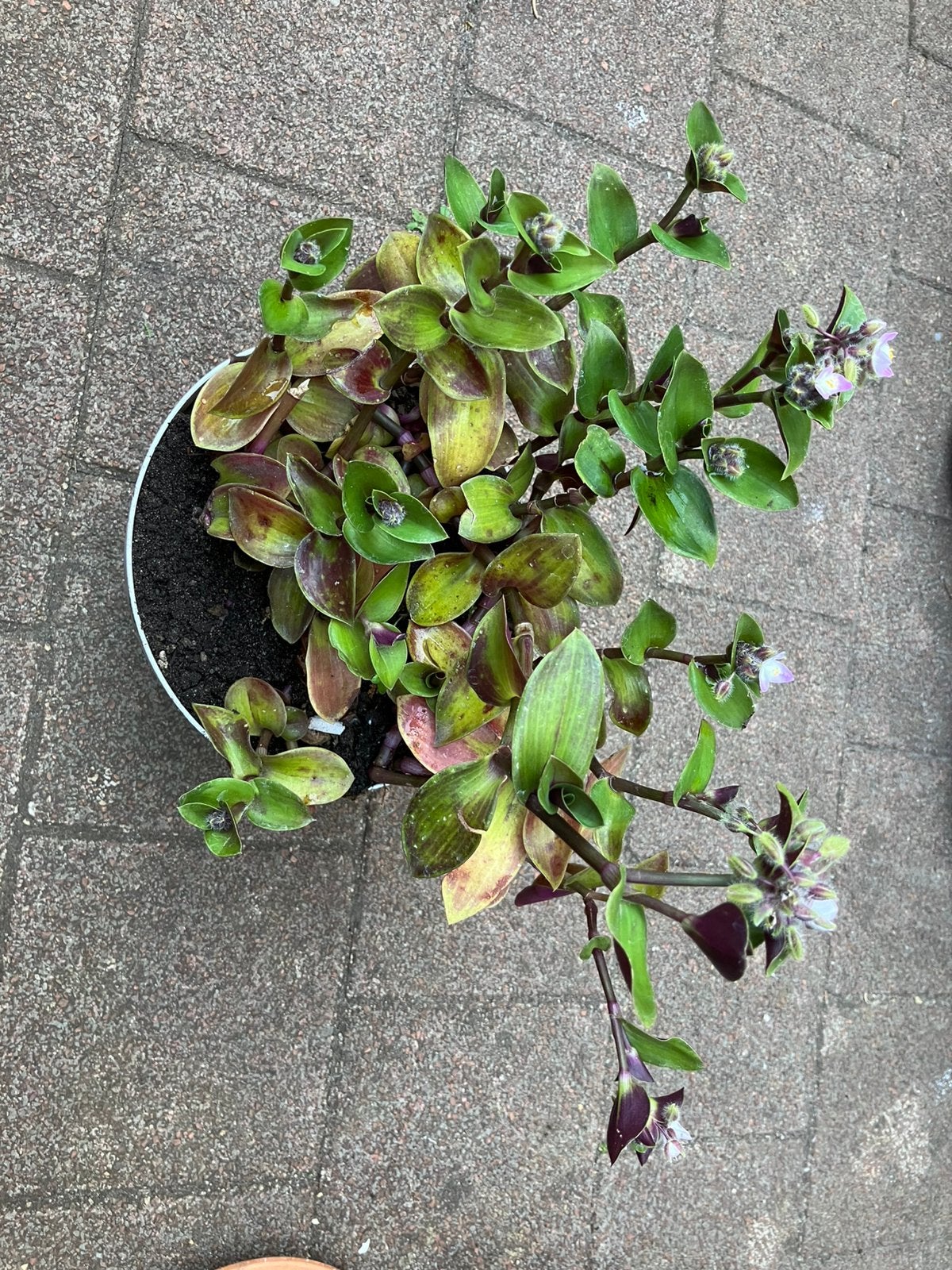 Kamerplant, Ophalen, Halfschaduw, Minder dan 100 cm