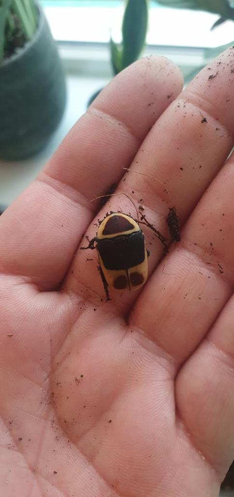 Rozenkever larven, Overige soorten