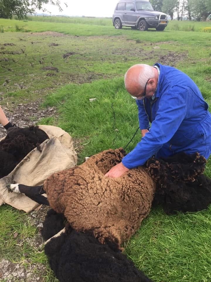 schapen vacht, Dieren en Toebehoren, Vrouwelijk, Schaap