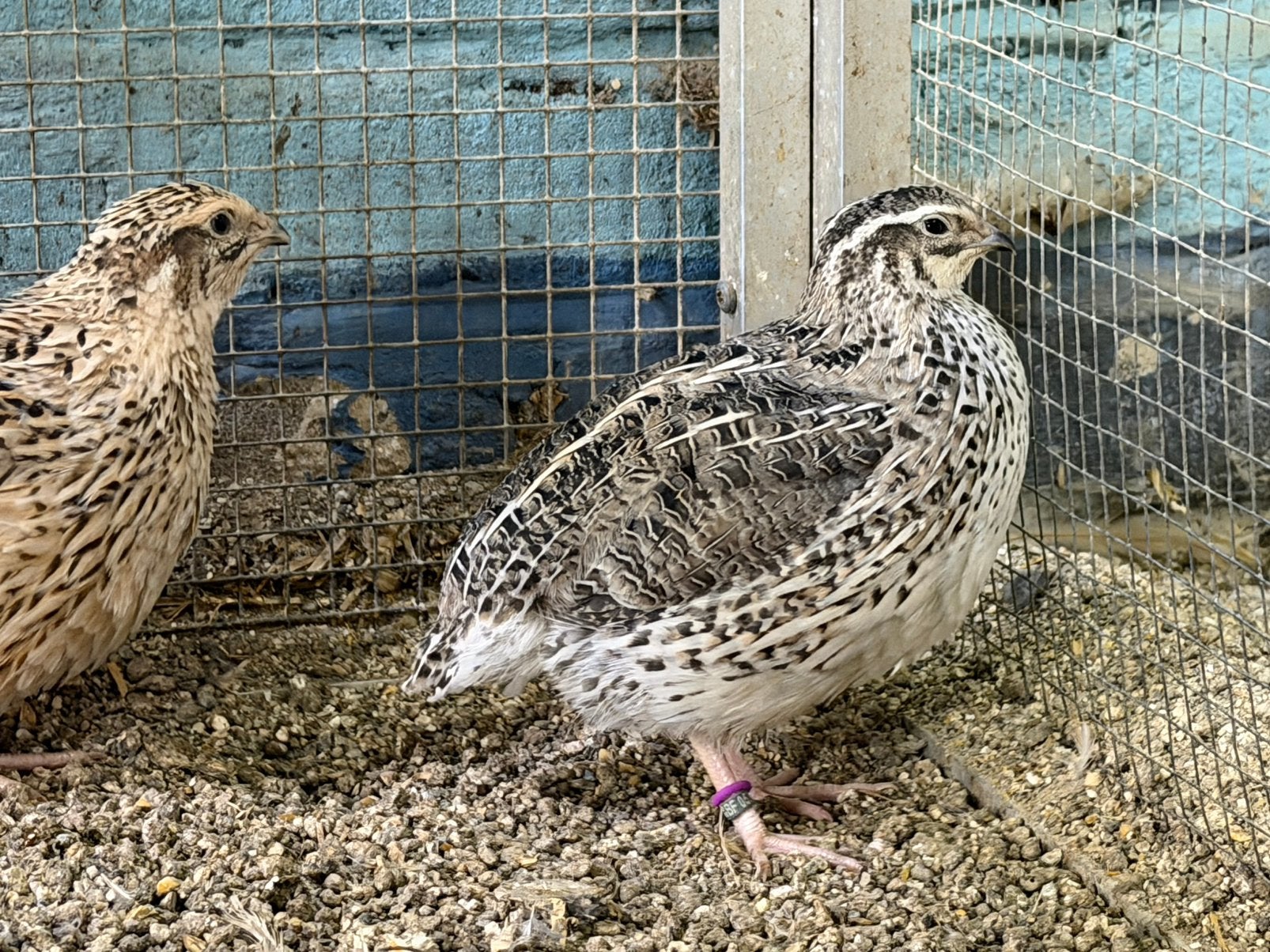 Broedeieren japanse kwartel, Dieren en Toebehoren, Vogels | Overige Vogels, Geslacht onbekend