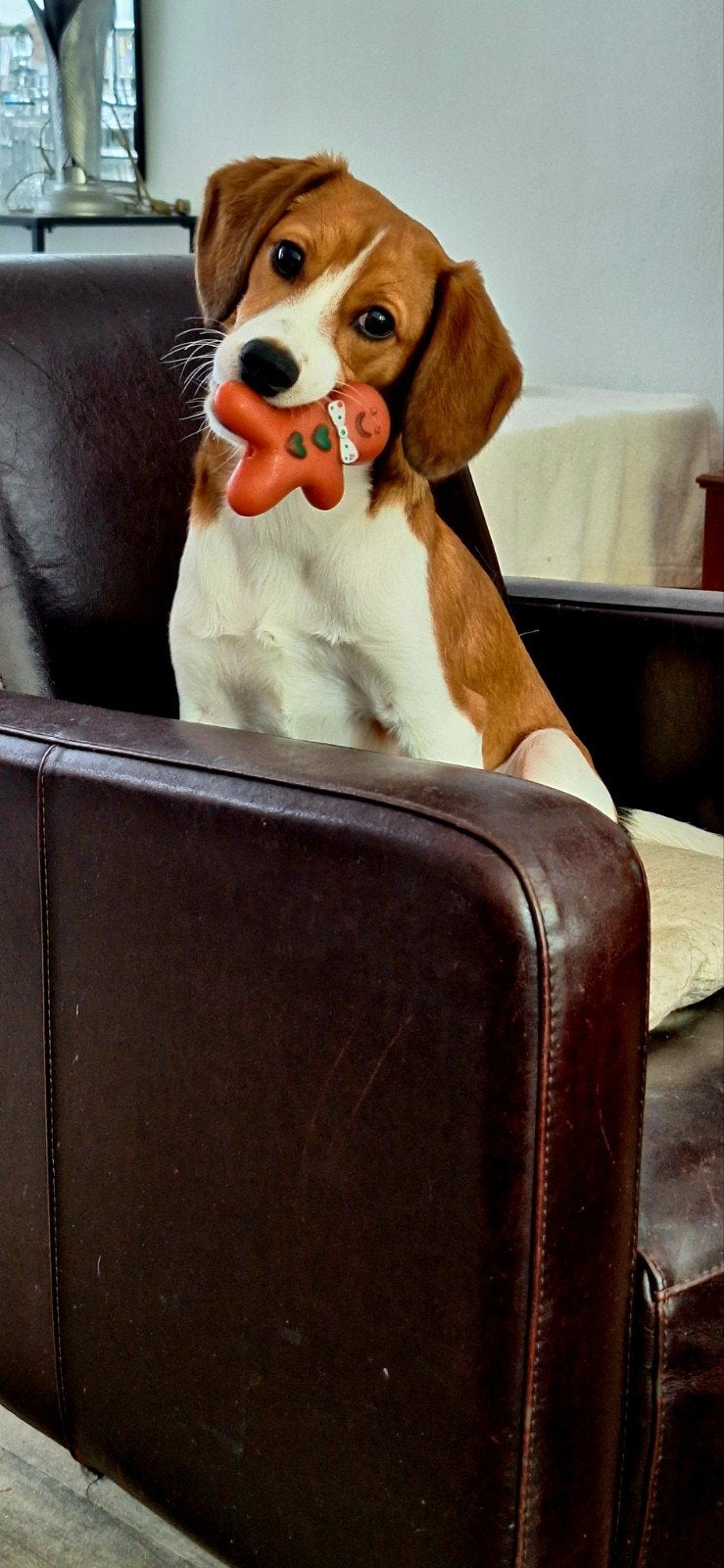 Superleuke Kruising Beagle/Kooiker Hondje, Dieren en Toebehoren, 15 weken tot 1 jaar, Reu, Eén hond, Middel