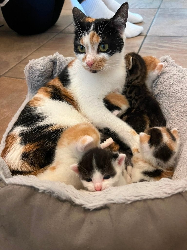 Boerderijkittens, Meerdere dieren, Kortharig
