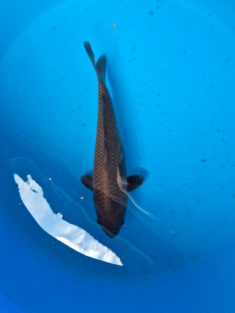 Mooie chagoi, Karper of Koi