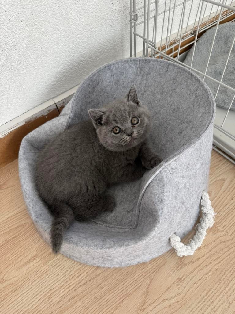 raszuivere Britse Korthaar kittens, Poes, Ontwormd, 0 tot 2 jaar