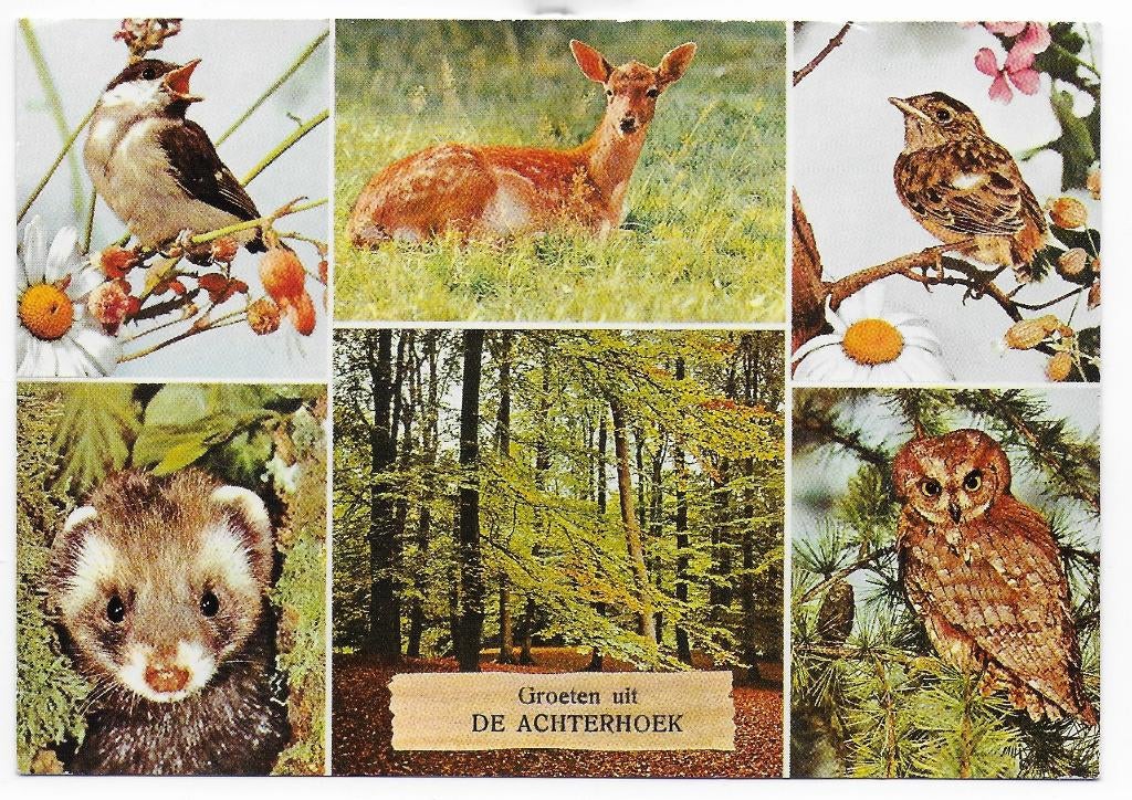 De Achterhoek Gelopen Ansichtkaart ( B6106 ), Ophalen of Verzenden, 1980 tot heden, Gelopen