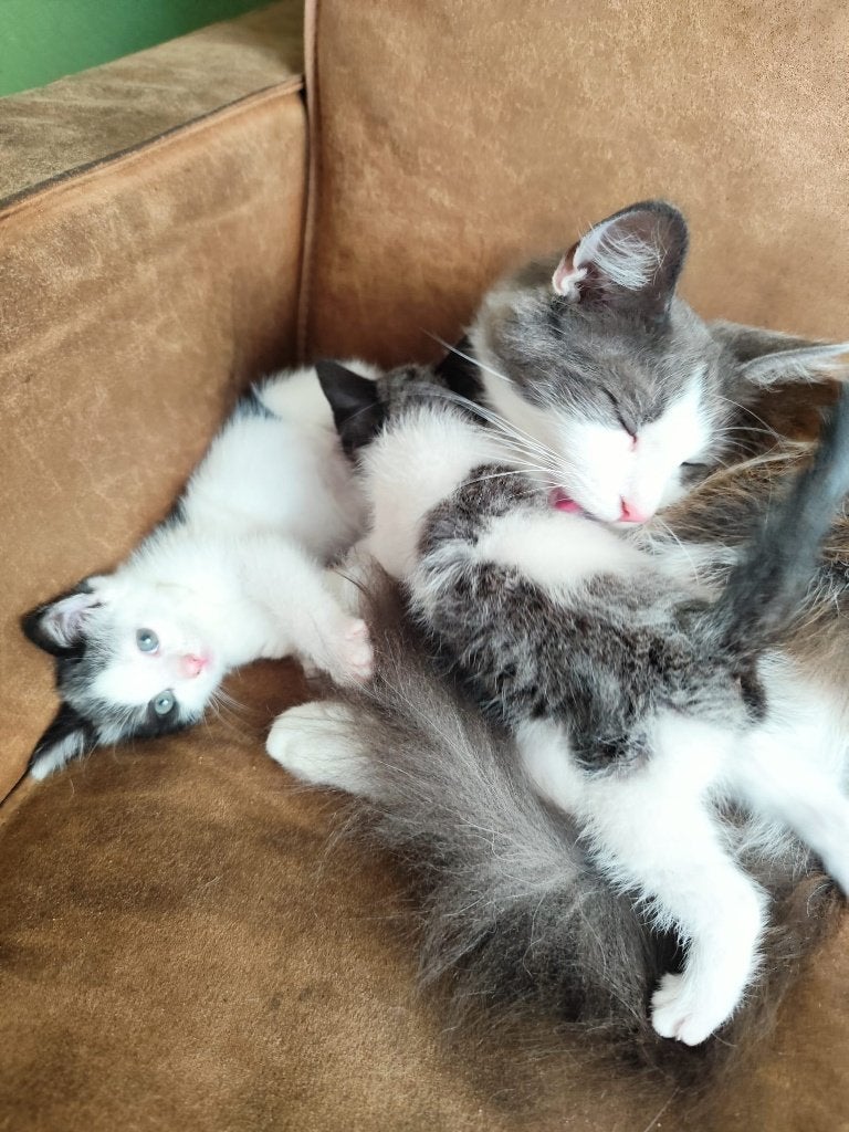 Kittens maine coon x britse korthaar, Poes, Ontwormd, 0 tot 2 jaar