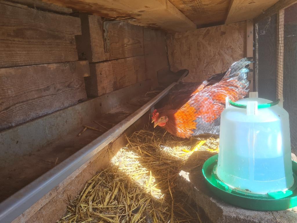 Welsumer haan, Dieren en Toebehoren, Pluimvee, Mannelijk, Kip