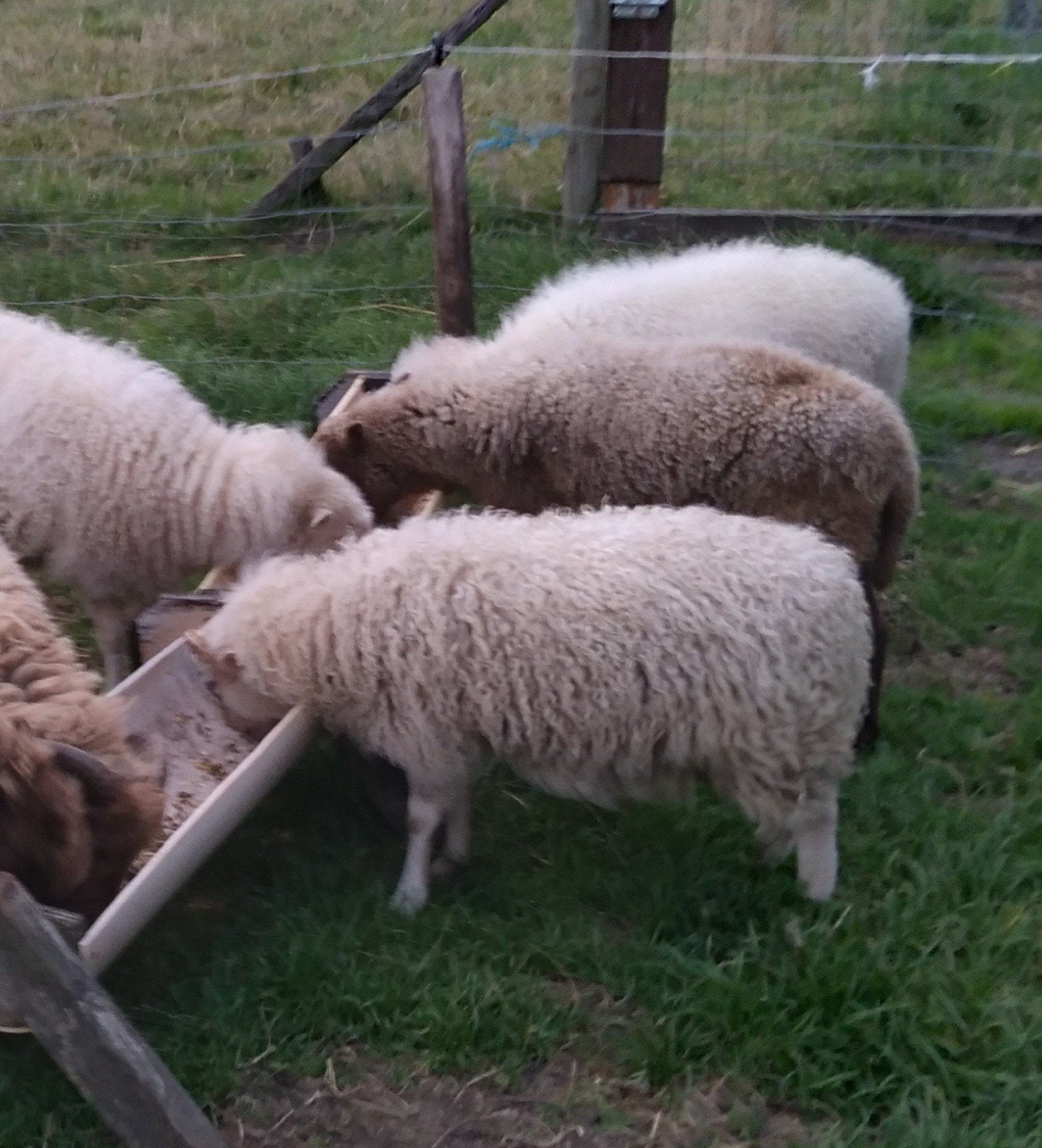 Quessant schaapjes, Dieren en Toebehoren