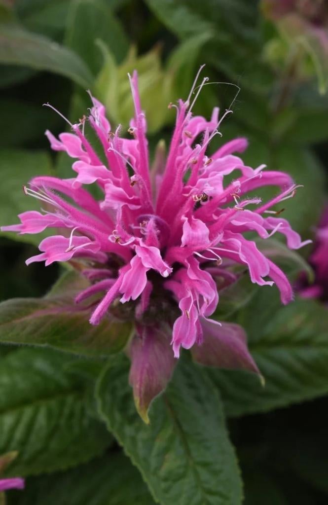 Monarda didyma bee-mine pink P12, Ophalen of Verzenden, Vaste plant, Overige soorten, Halfschaduw