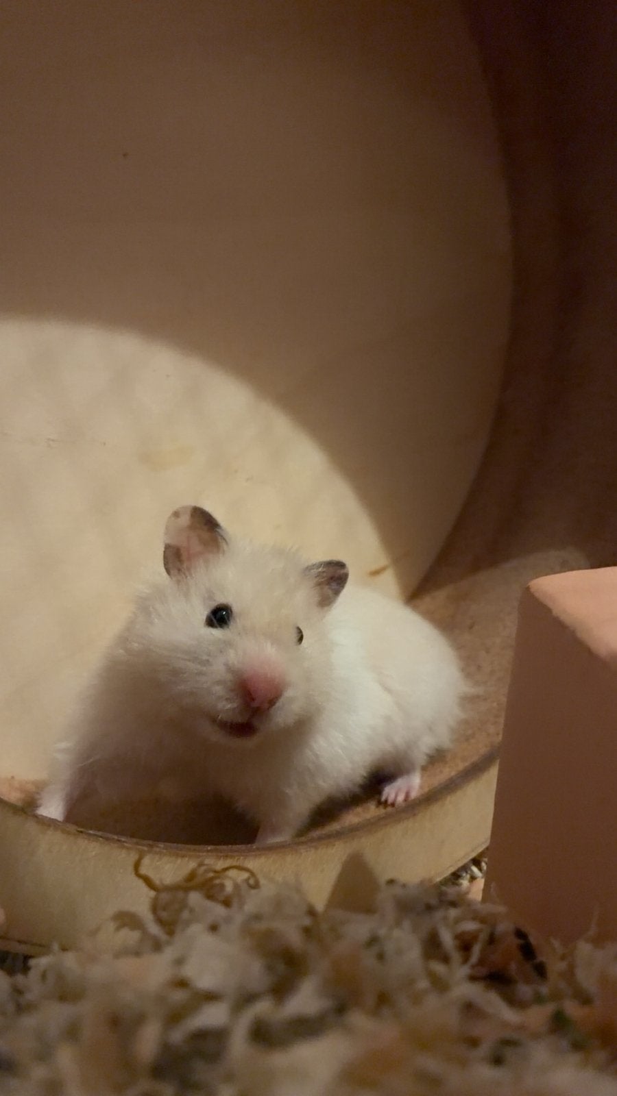 Hamster Mimi, Hamster, Februari, Vrouwelijk, Tam