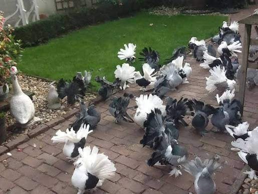 Pauwstaarten., Dieren en Toebehoren, Meerdere dieren, Overige soorten