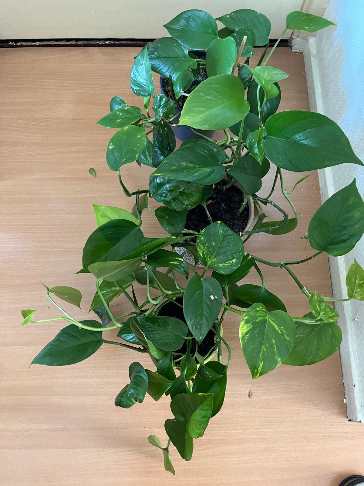Gouden Pothos (Epipremnum Aureum) - Makkelijke Kamerplant, Huis en Inrichting, Overige soorten, In pot, Minder dan 100 cm, Groene kamerplant