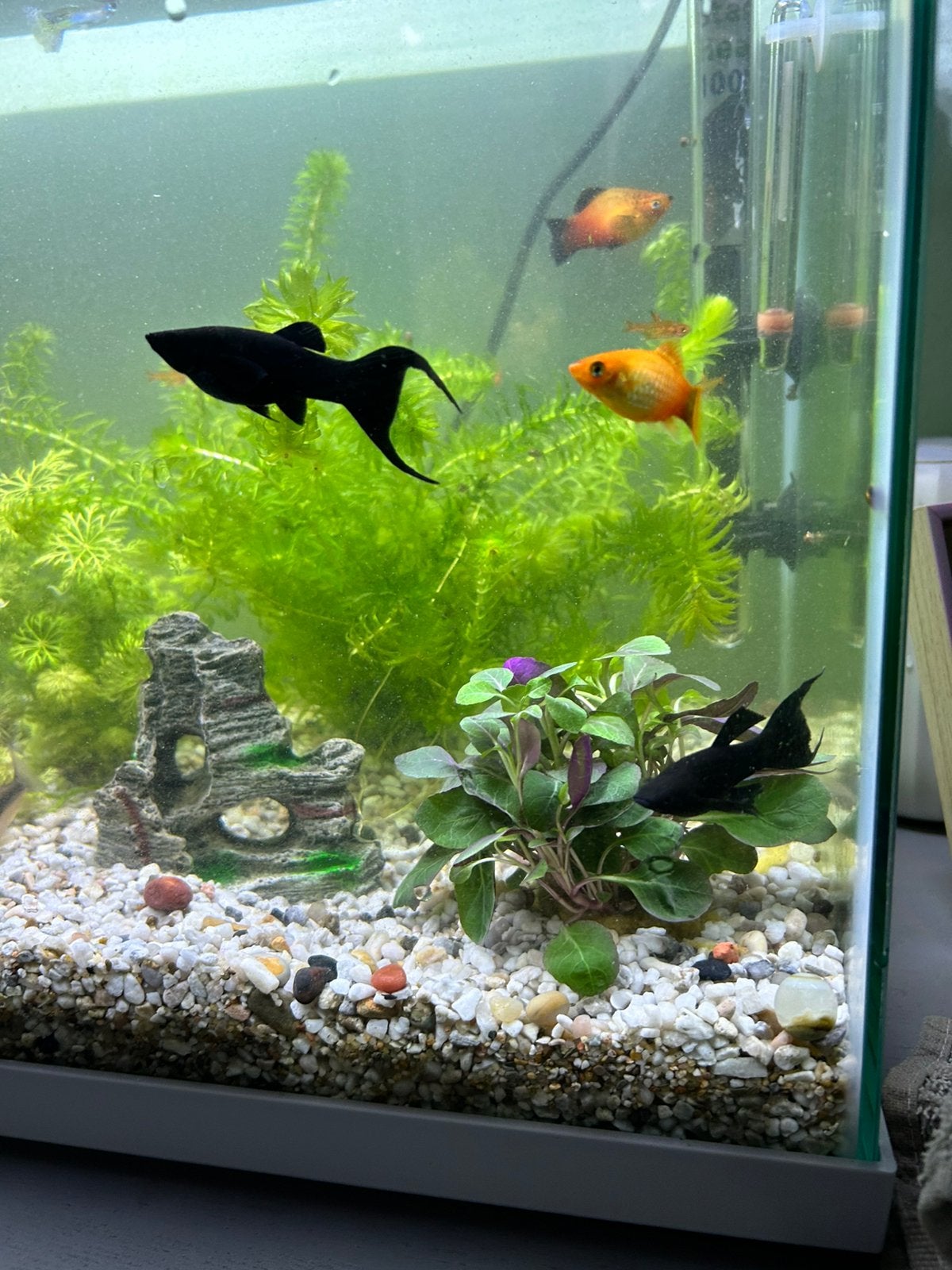 2 Black molly’s, Dieren en Toebehoren, Vissen | Aquariumvissen, Vis