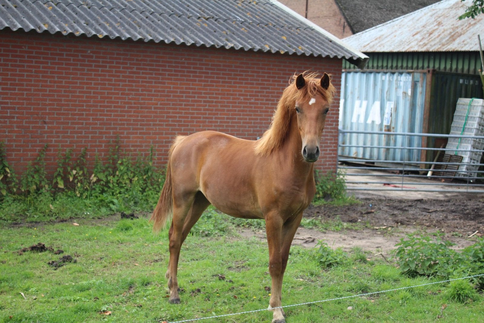 Te koop: Nieuwestein Red Bull, Dieren en Toebehoren, Ruin, Dressuurpony, Niet van toepassing, 0 tot 2 jaar