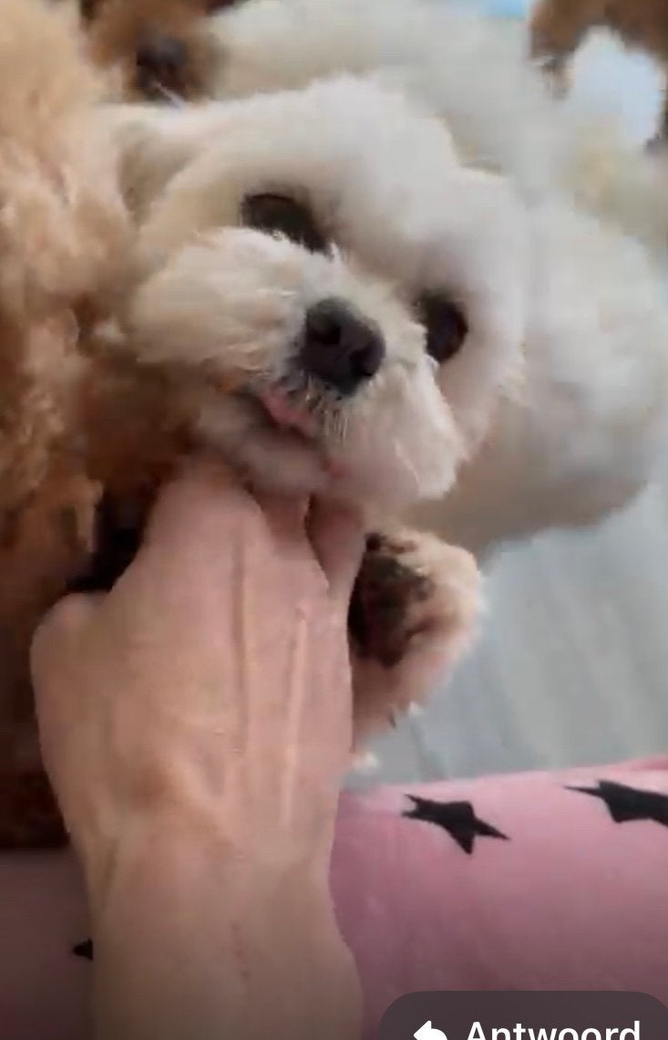 Lief Maltezer teefje zoekt een gouden mandje  3 jaar oud, Dieren en Toebehoren, Honden | Chihuahua's en Gezelschapshonden, Overige rassen
