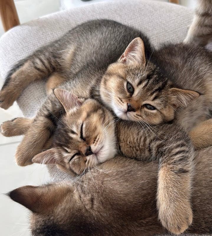 LAATSTE BRITSE KORTHAAR SHADED, Dieren en Toebehoren, Kater, Ingeënt