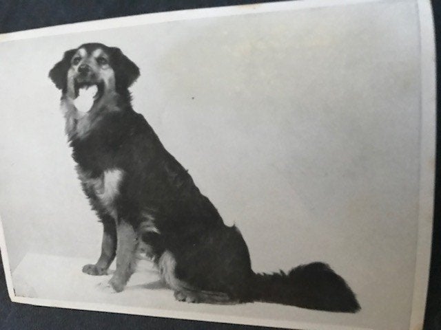 Honden, Verzamelen, Ophalen of Verzenden, Voor 1920, Ongelopen, Hond of Kat