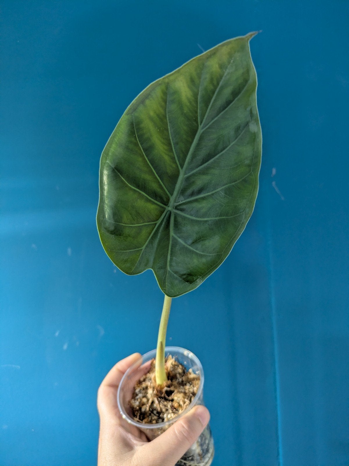 Alocasia Wentii plantje uit knol, Ophalen of Verzenden, Halfschaduw, Minder dan 100 cm