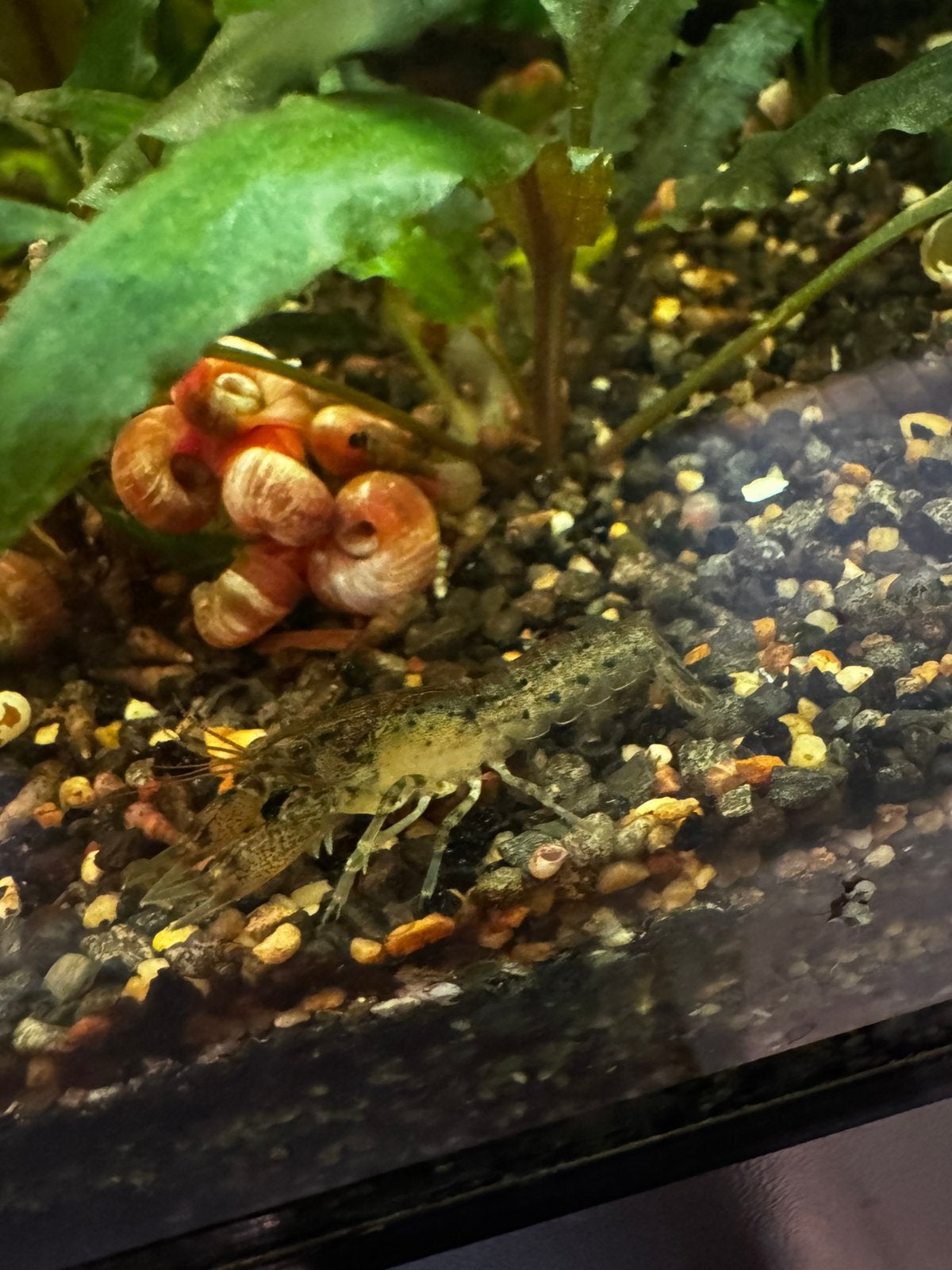 Cambarellus diminutus – dwergkreeft, Kreeft, Krab of Garnaal, Zoetwatervis