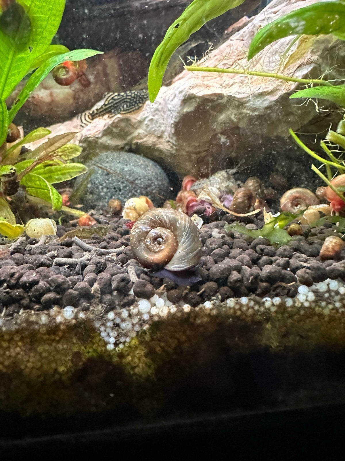 Posthorn slakken voor in aquarium, Slak of Weekdier
