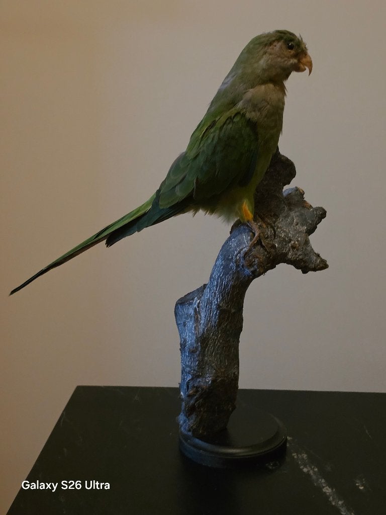Opgezette Kapparkiet, opgezette dieren, Verzamelen, Ophalen of Verzenden, Zo goed als nieuw, Vogel, Opgezet dier