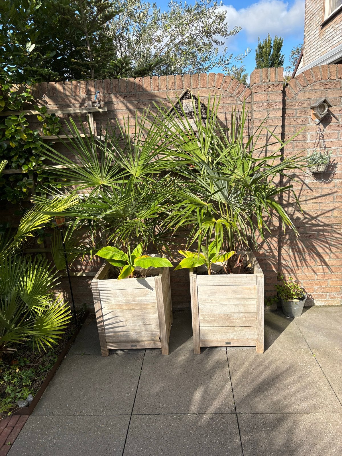 2 winterharde Trachycarpus Fortunei palmbomen in houten bakk, Overige soorten, Volle zon, Vaste plant, Ophalen of Verzenden