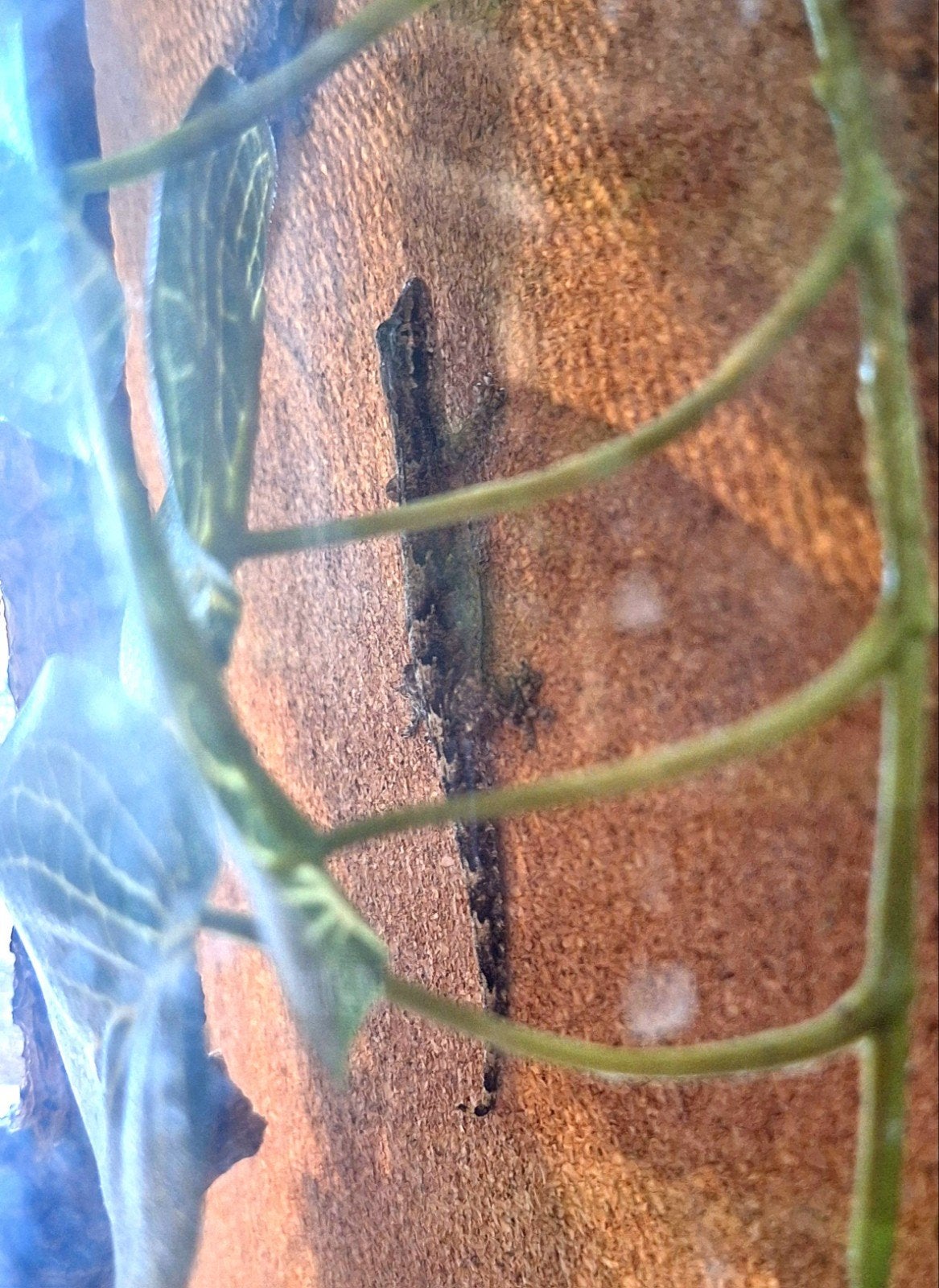 Rouwgekko's (Lepidodactylus lugubris), Dieren en Toebehoren, Hagedis, 0 tot 2 jaar