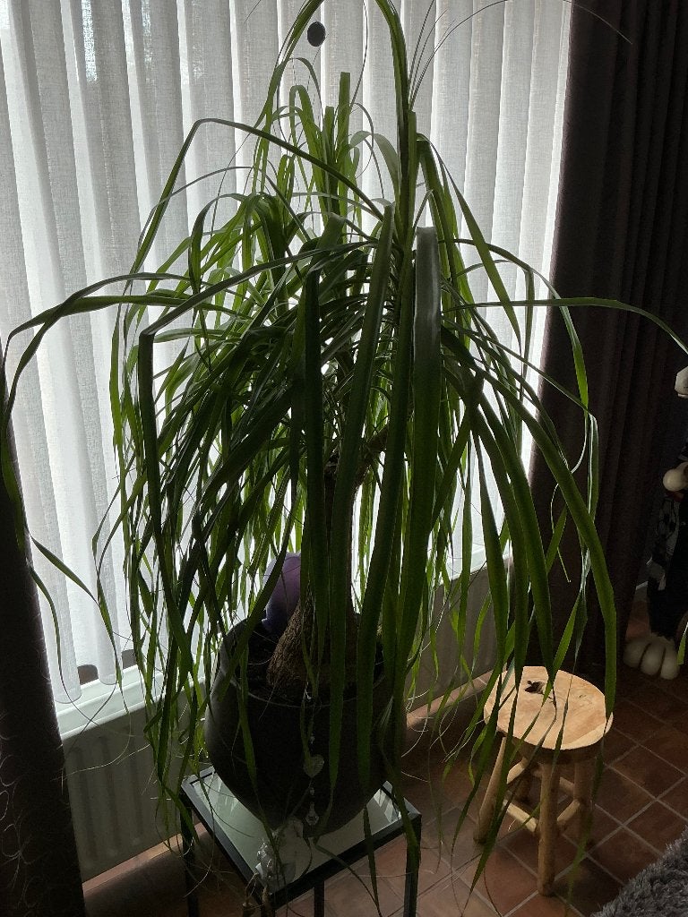 Kamerplant, Huis en Inrichting, Ophalen, 100 tot 150 cm, Overige soorten, Halfschaduw