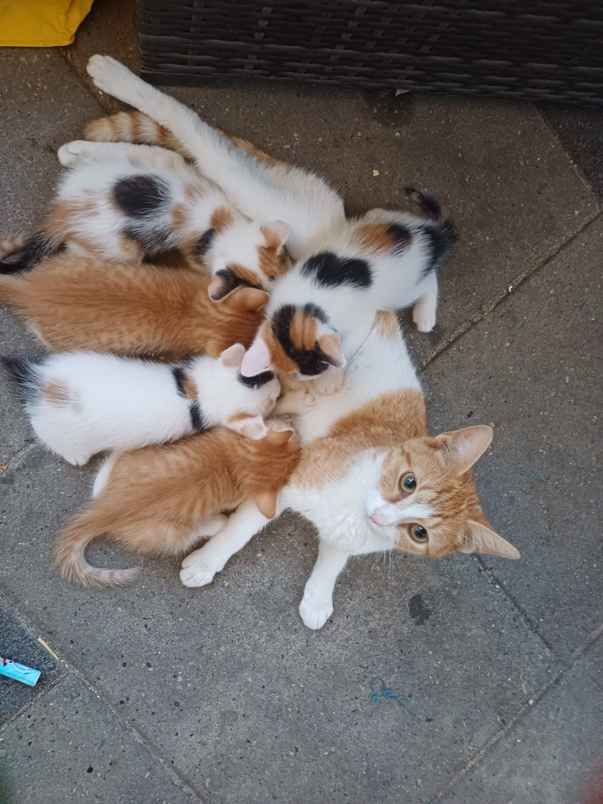 kittens, Geslacht onbekend