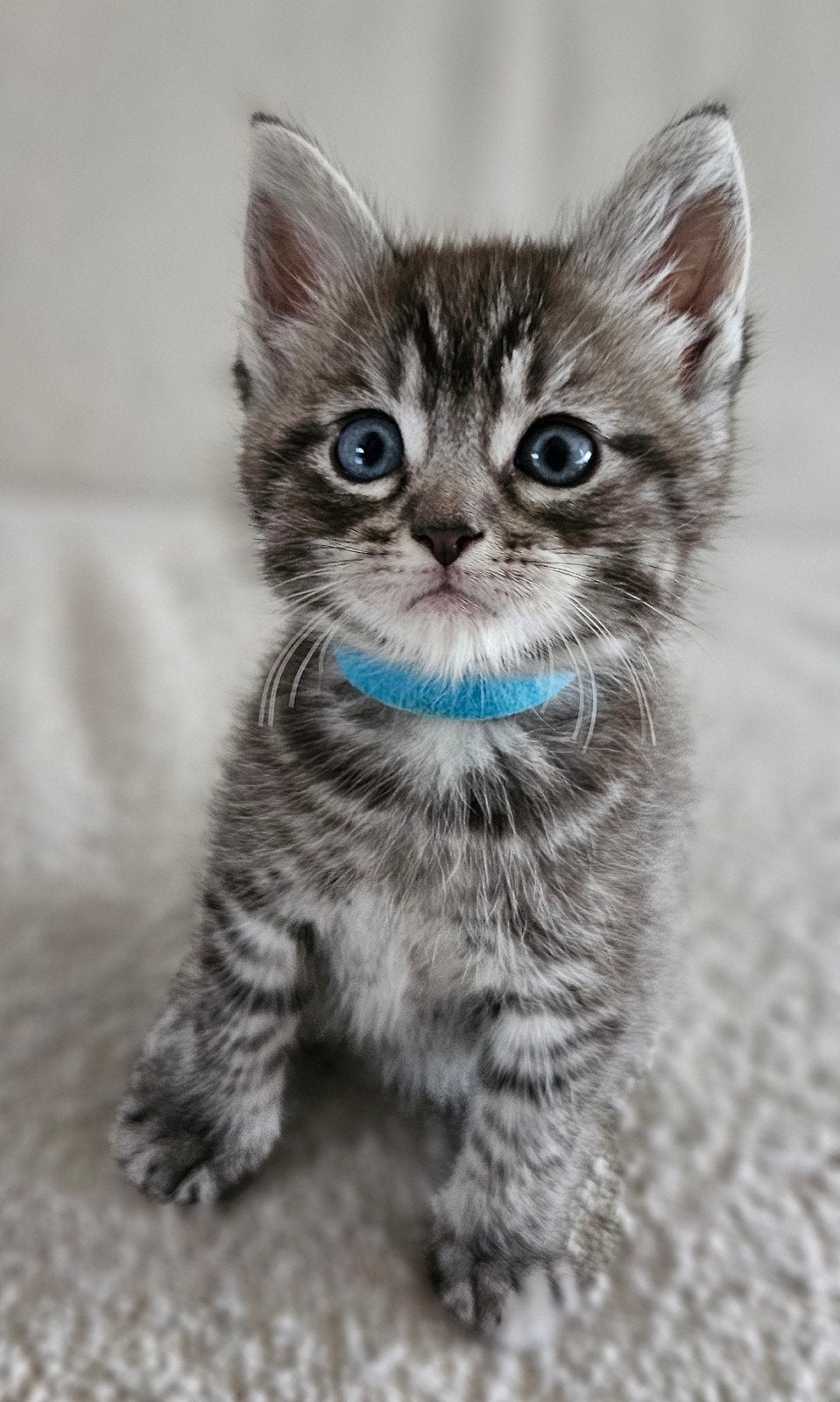 Main Coon kruising kittens, Meerdere dieren, Ontwormd, 0 tot 2 jaar