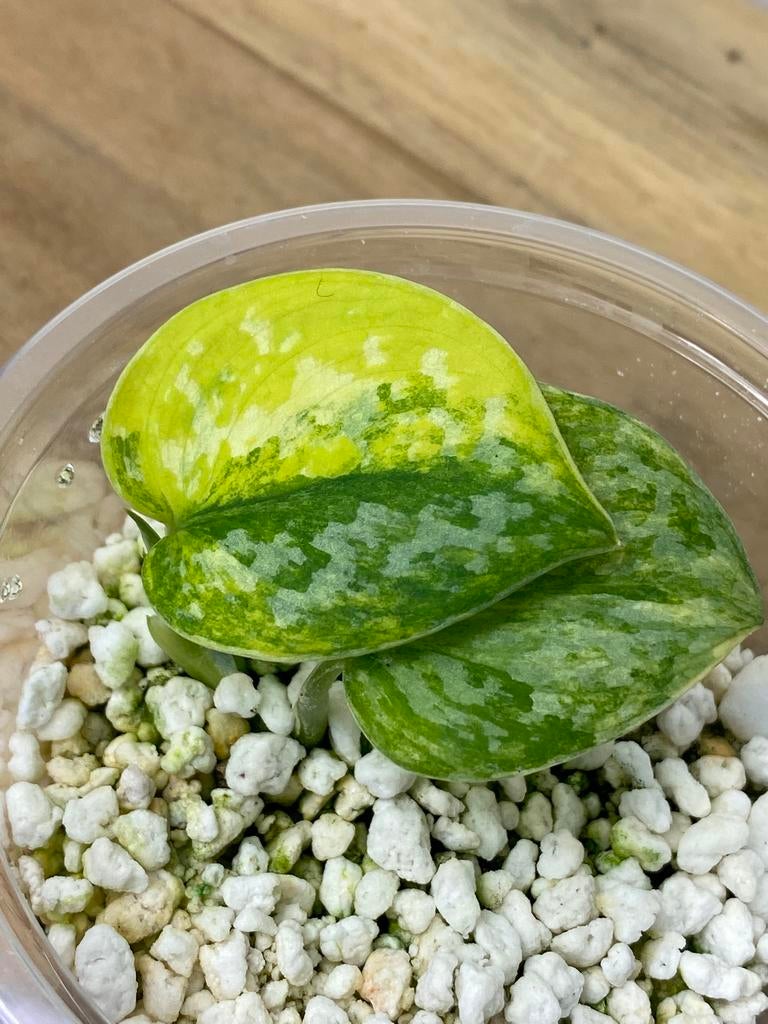 Scindapsus Geulis Variegata #1, Ophalen of Verzenden, Halfschaduw, Minder dan 100 cm